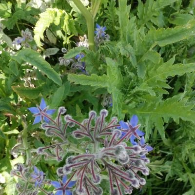 Chuque7Chuque's profile picture. 