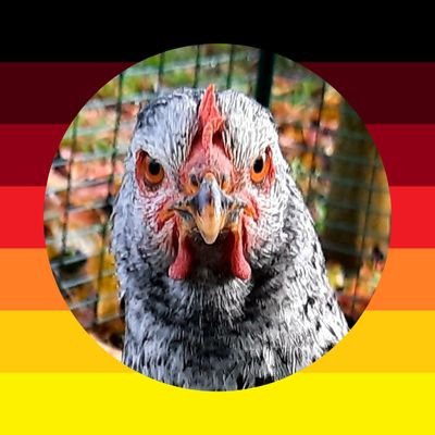 Deutsches Biohuhn. Kann natürlich Eier legen. Glucke. Gesund und robust durch Freiheit, frische Luft und Genversuchsfrei.