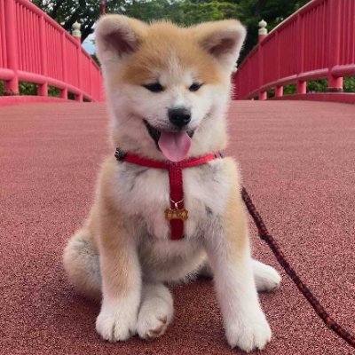 【DMO秋田犬ツーリズム公式アカウント】
大館市、北秋田市、小坂町、上小阿仁村
秋田犬があなたを待っています!
Odate, Kitaakita, Kosaka, Kamikoani.Step off the beaten path. Explore Akita, Japan!