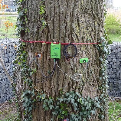 I am the huge (popular) poplar tree (Ø = 103.5 cm) standing near the café The Spot in Orion at the Wageningen Campus in the Netherlands.