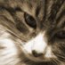 azi (@azigakoi) Twitter profile photo azi (@azigakoi) Twitter profile photo