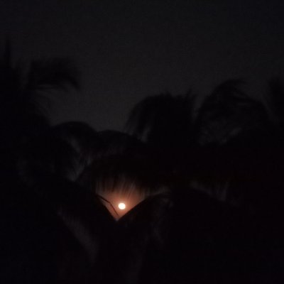 MeherabSaimum's profile picture. #ISLM_MAXI