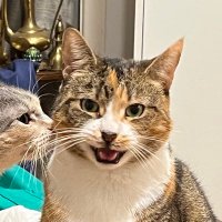 Cold Noodle Queen (@1nilk2rulethem) 's Twitter Profile