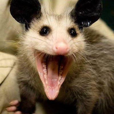 ScreechingPoss1's profile picture. 