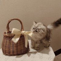 𝓐 (@ducmbledore) 's Twitter Profile