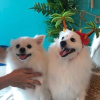서수현 (Suhyun Seo) (@toridubu) 's Twitter Profile Photo 서수현 (Suhyun Seo) (@toridubu) 's Twitter Profile Photo