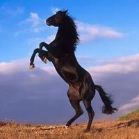 بائــــع الحلــــــيب 💦 (@alhlyb_bay5464) 's Twitter Profile