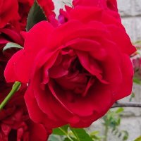 maki (@halutoramaki) 's Twitter Profile