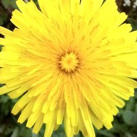 Artisanales (@artisan_ales_m) 's Twitter Profile Photo