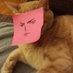 Luiza (@hmmmmmcats) Twitter profile photo Luiza (@hmmmmmcats) Twitter profile photo