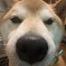 しばまろ@お得探訪 東奔西走 雑多垢😉 Many a little makes a mickle! (@shibashibamaro) Twitter profile photo しばまろ@お得探訪 東奔西走 雑多垢😉 Many a little makes a mickle! (@shibashibamaro) Twitter profile photo
