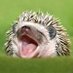 インターネット・ハリネズミ 🦔 (@silverezhik) Twitter profile photo インターネット・ハリネズミ 🦔 (@silverezhik) Twitter profile photo