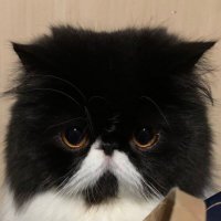 エキゾ猫のみみむー日記(@mimiandmuu) 's Twitter Profile Photo