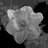 CSHS_cheongsan's profile image