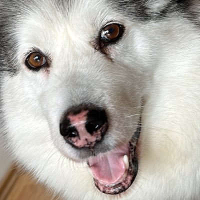 xdxdxdxd133's profile picture. Sempre Milan 🖤❤️