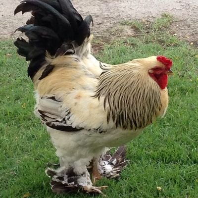 タイ 東部チョンブリー県在住。タイでの暮らしをつぶやく清純派の🐔。愛知県出身。タイ語、語学、方言、犬、猫、バスケ🏀園芸、映画、車、法務、税務などに興味あり。タイ人家族と暮らしています。独り言かなり多め。