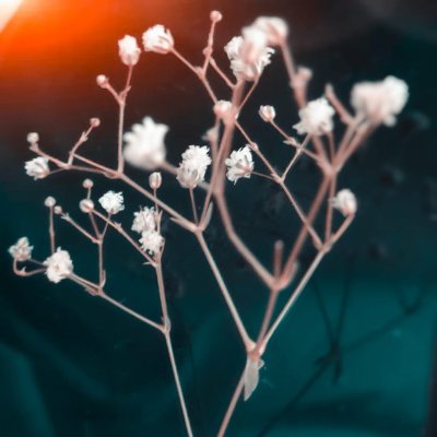 JALS12345678's profile picture. 🐍🦊♒......... music, fiction mystery visual novel and art (directly proportional to life) .... (she/they/her/whatever u call... idc) ।अहम् ब्रम्हास्मि।।