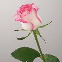 MC (@mamoonahch) 's Twitter Profile Photo