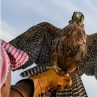 مدهال العتيبي (@mbark46097070) 's Twitter Profile