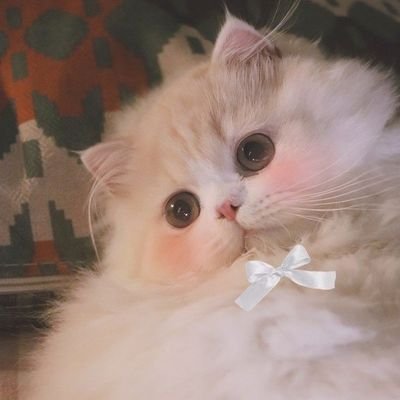 پیشی بنفش💜さんのプロフィール画像