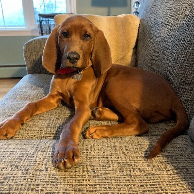 BrutusRedbone's profile picture. 