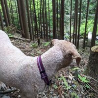 NORTHEPTION/あしゅ (@ashumaru_sf6) Twitter profile photo