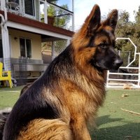 German Shepherd Forever (@gsdforever0) 's Twitter Profile