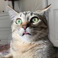 Sprout 👁️👄👁️ (@sprootstoots) 's Twitter Profile Photo Sprout 👁️👄👁️ (@sprootstoots) 's Twitter Profile Photo