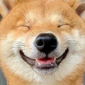 BarkieTheShiba's profile picture. 