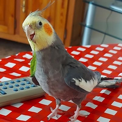 xavixavi31416's profile picture. Amante de los animales.Republicano convencido.Comunista feminista  antitaurino antifascista. Si algo es tan bueno para ser cierto, no lo es.❤️💛💜 ⚒️⚒️