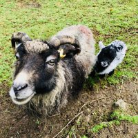 North Ronaldsay Sheep Fellowship (@nronaldsaysheep) 's Twitter Profile