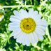 daisy (@cwis91954209) Twitter profile photo daisy (@cwis91954209) Twitter profile photo