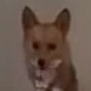 idioteces_equis's profile picture. 