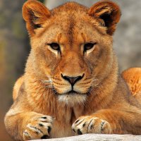 Sheba👑💂 (@lisasback1) 's Twitter Profile
