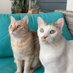 Zeus 🐱 Apollo 🐱 (@zeusyphilly) Twitter profile photo Zeus 🐱 Apollo 🐱 (@zeusyphilly) Twitter profile photo