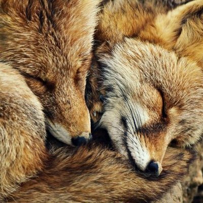 Meadow🐾🦊さんのプロフィール画像