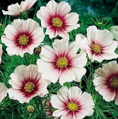 meral59295430's profile picture. Avukat