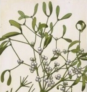 The Mistletoe Matters Consultancy provides information and advice on all aspects of mistletoe in the UK. Run by UK mistletoe expert Jonathan Briggs.