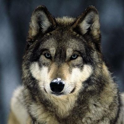 من توییت نمیکنم فالو نکن فقط گاهی میام توییت میخونم
