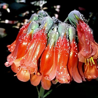 Jesus32727458's profile picture. la verdad