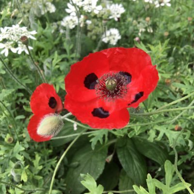 bunGtter's profile picture. いろいろ忘れがち