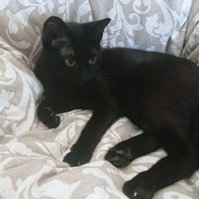 alisia_moon_'s profile picture. アリシア@占い師です🌕️使い魔の黒猫ドロップとタロット・オラクルカードで占いをしています🌕️
月の満ち欠けと生活リズムを合わせて楽しく暮らそうと思ってる人🌕️
月に関する情報を不定期で勝手にお届けしてる人🌕️相談・鑑定依頼はDMで受付中🌟
⬇️ #ココナラ でも鑑定始めました🌟