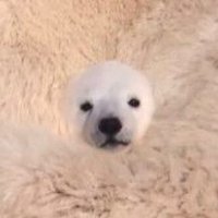 A_li (@a_li__en) 's Twitter Profile