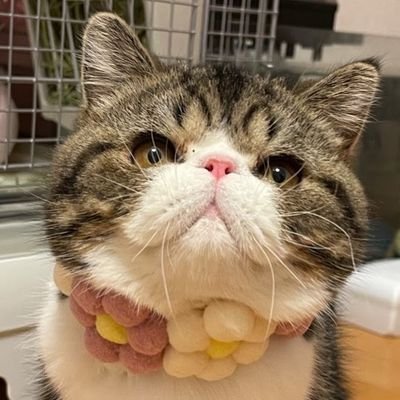 2022.2.28🎂/2022.10.16~🏠/エキゾチックショートヘア🐱/名前は平仮名でふくまる🍀🥰猫ちゃんと生活するの初めてです🐈🔰気まぐれニャンコと鈍臭い飼い主の凸凹コンビです🤭よろしくお願いします☺️