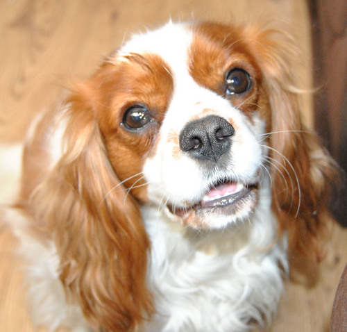 i am 27 have 2 children and have a dog called bailey