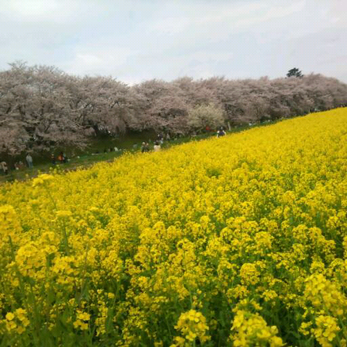 mi_co35's profile picture. 素敵音楽(主に黒い音)、DJの2枚使い、美味しいものを追っかけて、あちこち出没。旧ちびっこみーこ。