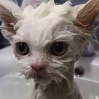 Gerente en investigaciones especiales 🔮♑️🐱 (@alessasoriano) 's Twitter Profile