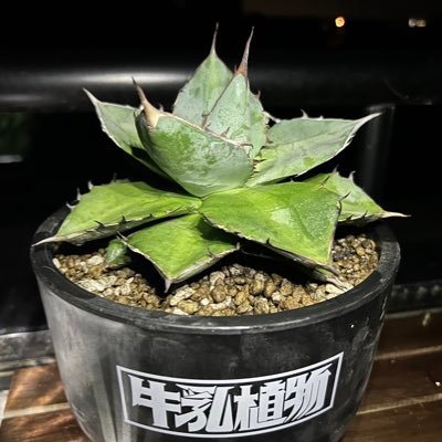 一ヶ月前から観葉植物（アガベ）沼にどハマり中…。アガベの観察日記をここに記そうと思います…。