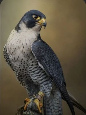 OliverrrEth's profile picture. 