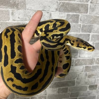 Bun_Reptiles's profile picture. å®®åŽçã§ããŒã«ãã€ãœã³ãã¬ãªãã®ããªãŒããããŠããŸããæªçè
ã§ãããããããé¡ãèŽããŸãðââïž å°æ°ã§ãã販売ãããŠãããŸãã®ã§æ°ã«ãªãçäœãããããŸãããããæ°è»œã«DMã«ãŠãåãåãããã ããðåç©åæ±ç»é²çªå·ã第4047-2014-2å·